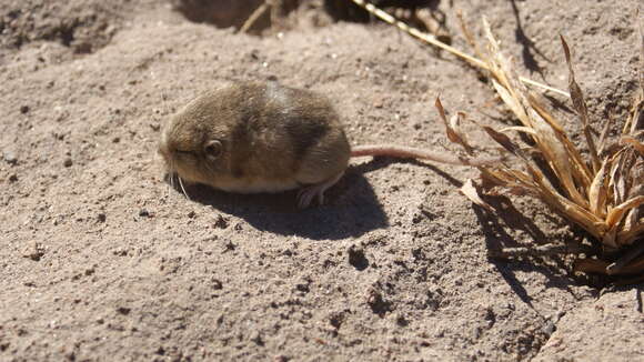 Imagem de Perognathus flavus Baird 1855