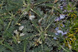 Image of <i>Astragalus terraccianoi</i>