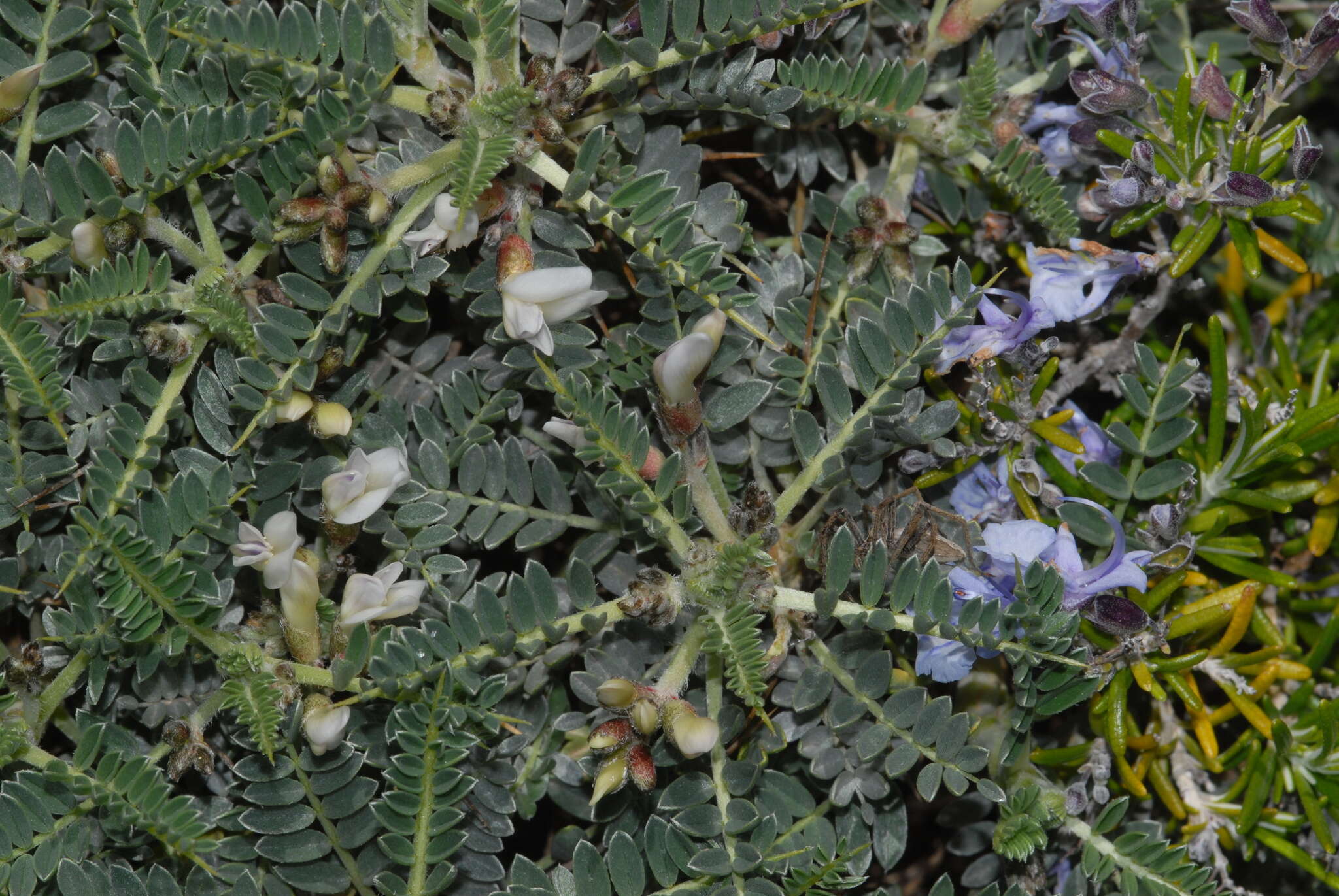 Image de <i>Astragalus terraccianoi</i>