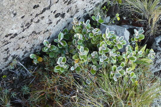 Image of Brachyglottis bidwillii (Hook. fil.) B. Nord.