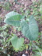 Image of arrowleaf elephant's ear