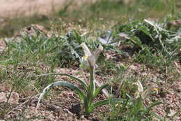 Image of Iris capnoides (Vved.) T. Hall & Seisums