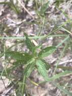 Sivun Acalypha gracilens A. Gray kuva