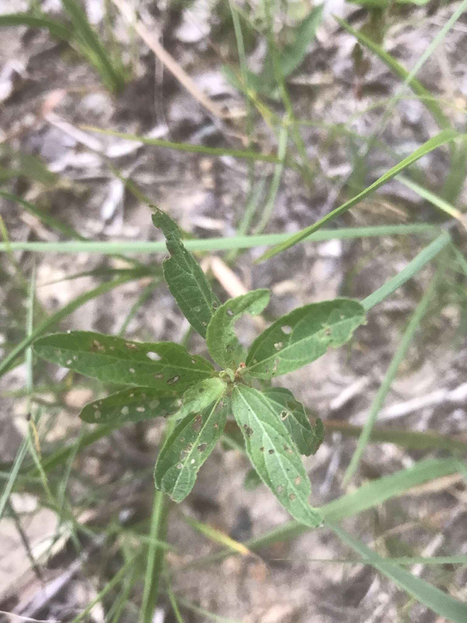 Sivun Acalypha gracilens A. Gray kuva