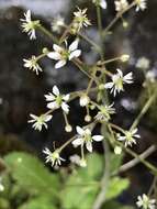 Image of Lettuce-Leaf Pseudosaxifrage