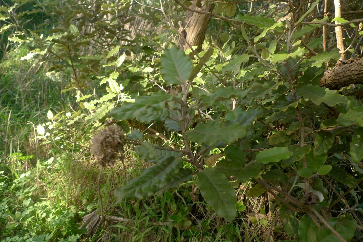 Image de Olearia albida var. angulata (T. Kirk) Allan