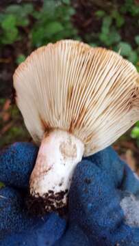 Image of Russula brevipes Peck 1890