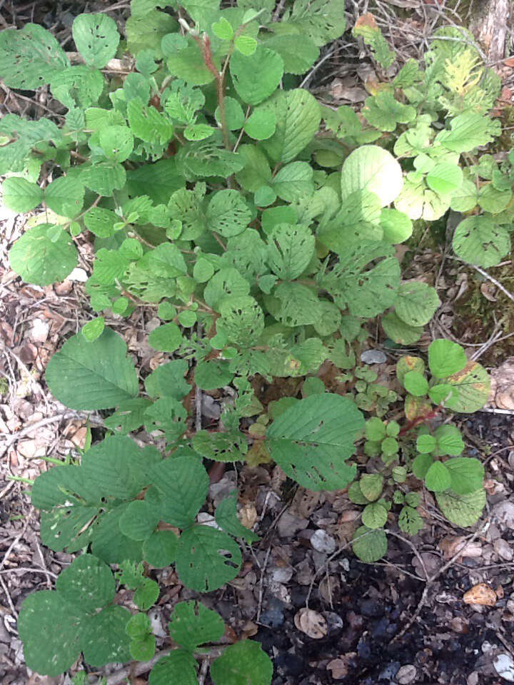 Sivun Rubus ellipticus Smith kuva