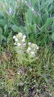 Image of yellowbeak owl's-clover