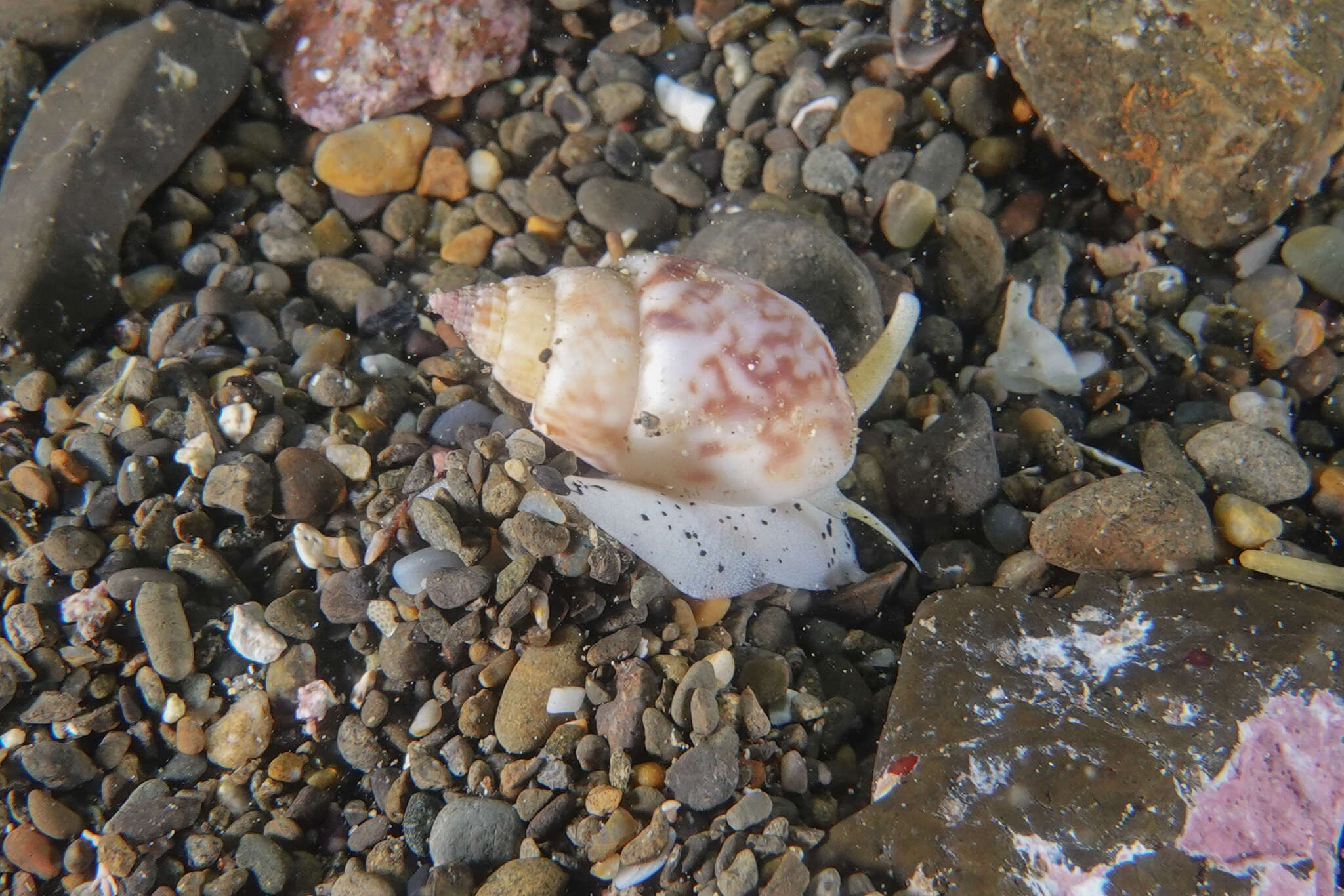 Image of Nassarius spiratus (A. Adams 1852)