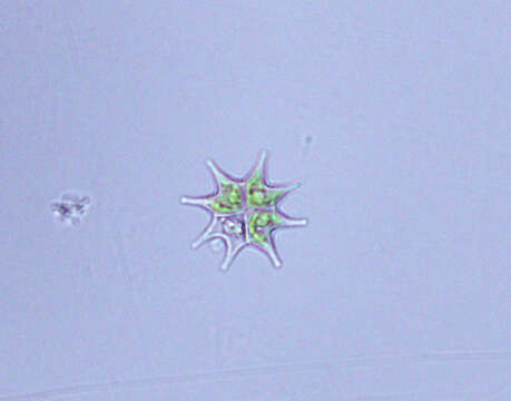 Image of Pseudopediastrum boryanum var. longicorne