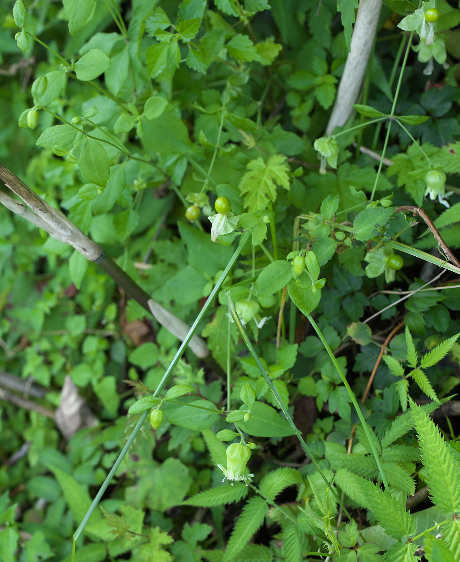 Imagem de Silene baccifera (L.) Roth