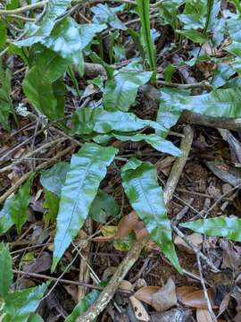 Imagem de Leptochilus wrightii (Hook.) X. C. Zhang