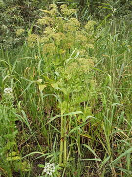 Слика од Sium latifolium L.