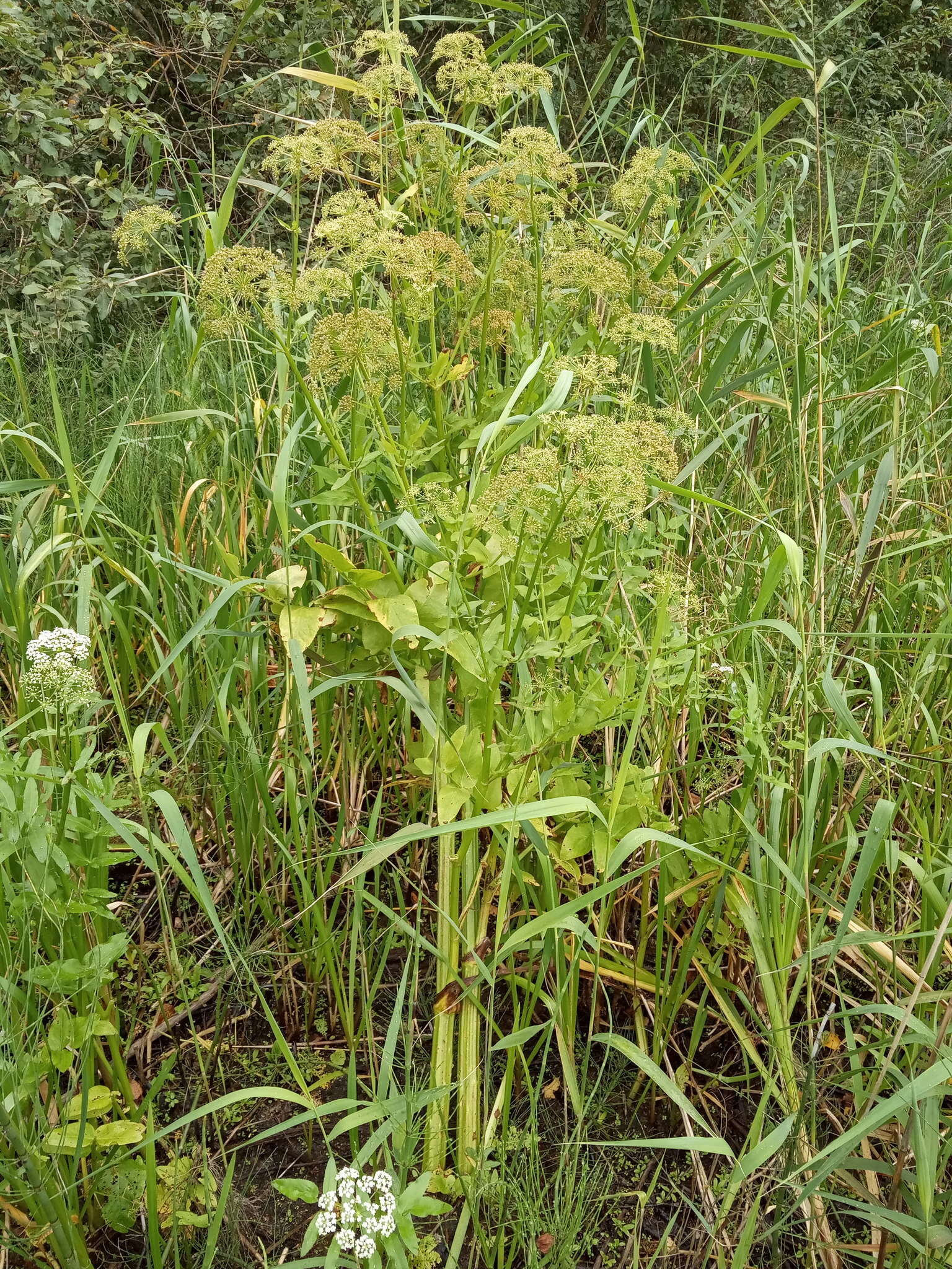 Слика од Sium latifolium L.