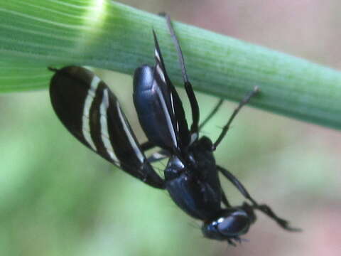 Image of Black Onion Fly