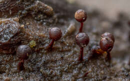 صورة Trichia botrytis