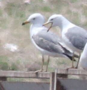 Image of Armenian Gull