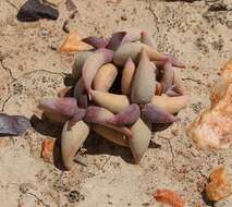 Image of Crassula congesta subsp. laticephala (Schönl.) Tölken