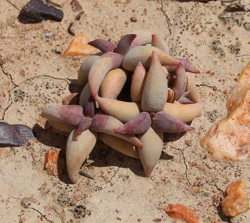 Image of Crassula congesta subsp. laticephala (Schönl.) Tölken