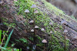 Image of Mycena cystidiosa (G. Stev.) E. Horak 1971