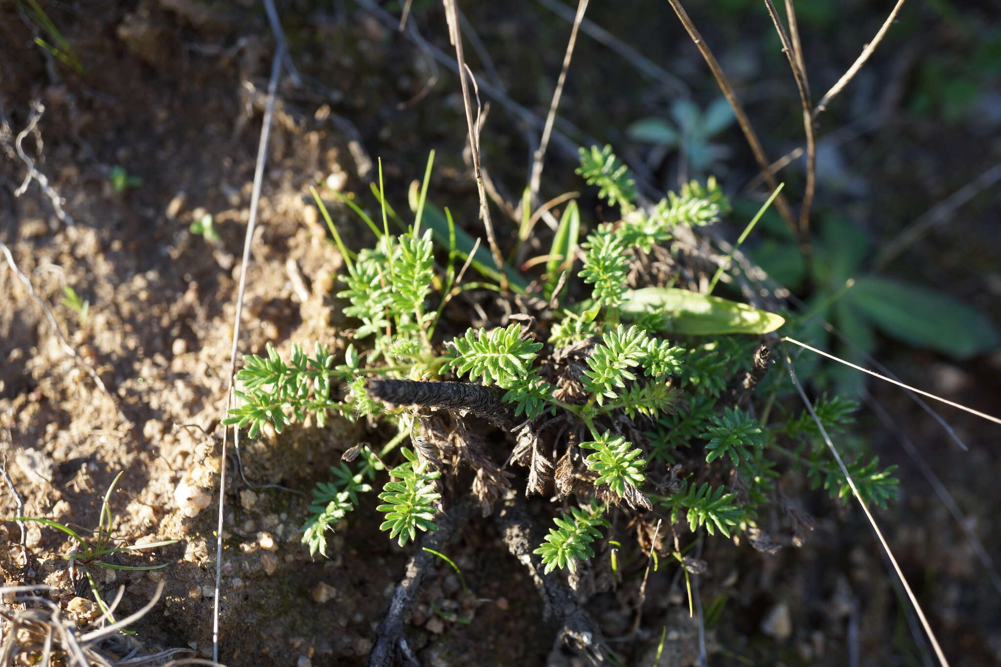 Image de Acaena pinnatifida Ruiz & Pav.