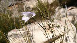 Imagem de Gladiolus taubertianus Schltr.