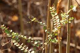 Image of Capparis rotundifolia Rottl.