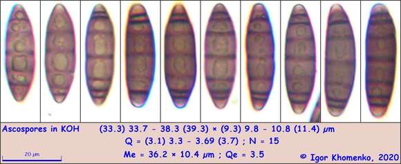 Слика од <i>Navicella elegans</i> Fabre