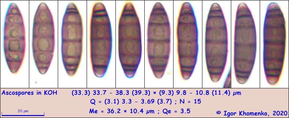 Image of <i>Navicella elegans</i> Fabre