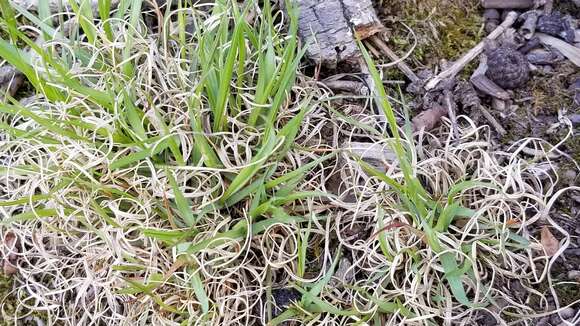 Image of poverty oatgrass