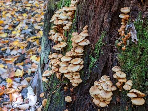 Imagem de Pholiota prolixa A. H. Sm. & Hesler 1968