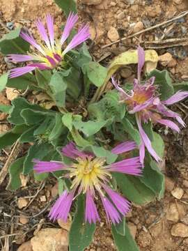 Image of Centaurea pullata L.