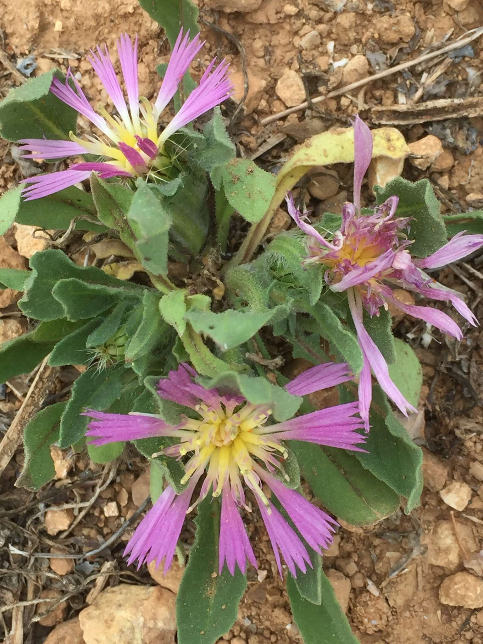 Image de Centaurea pullata L.