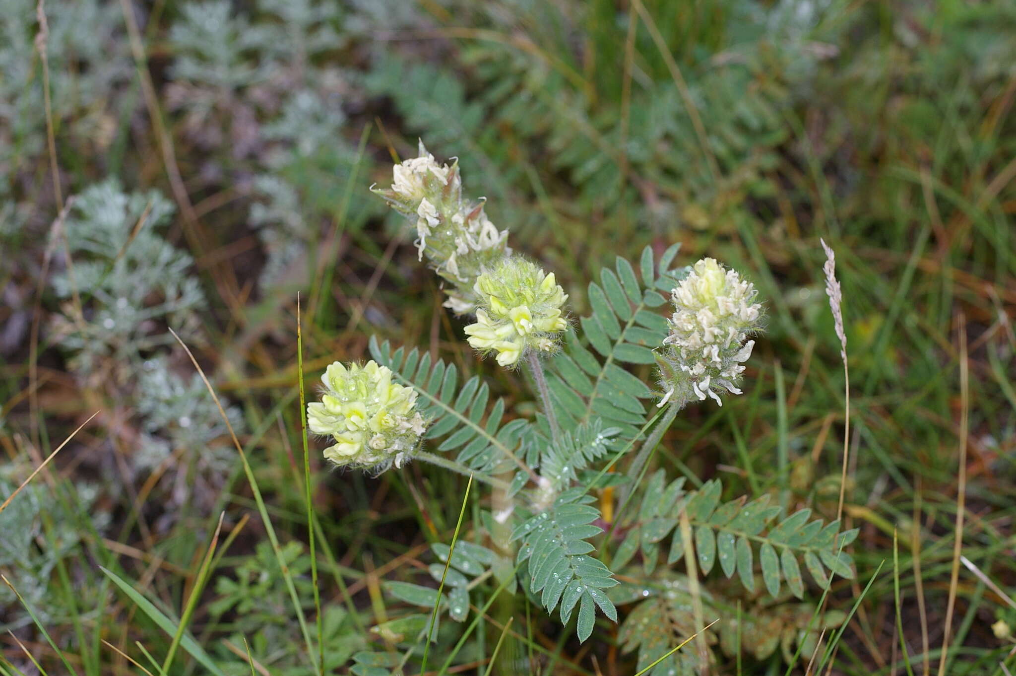 Oxytropis pilosa (L.) DC. resmi