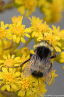 Image of Yellow-banded Bumblebee