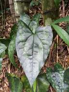 Image of Asarum hypogynum Hayata