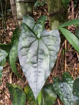 Image of Asarum hypogynum Hayata