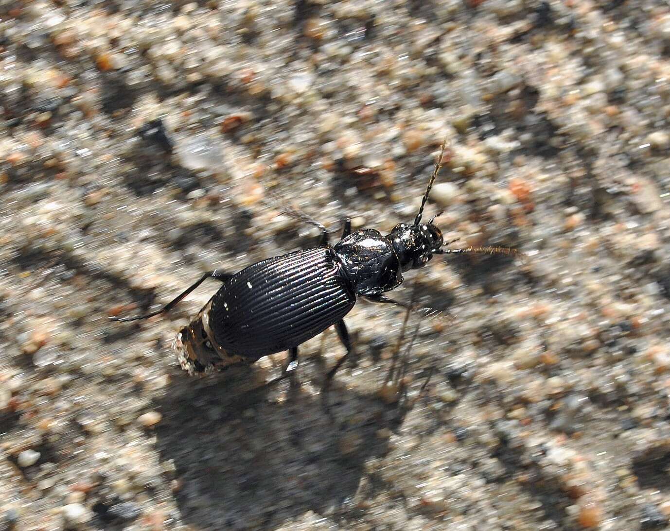 Image of Pterostichus (Platysma) niger (Schaller 1783)