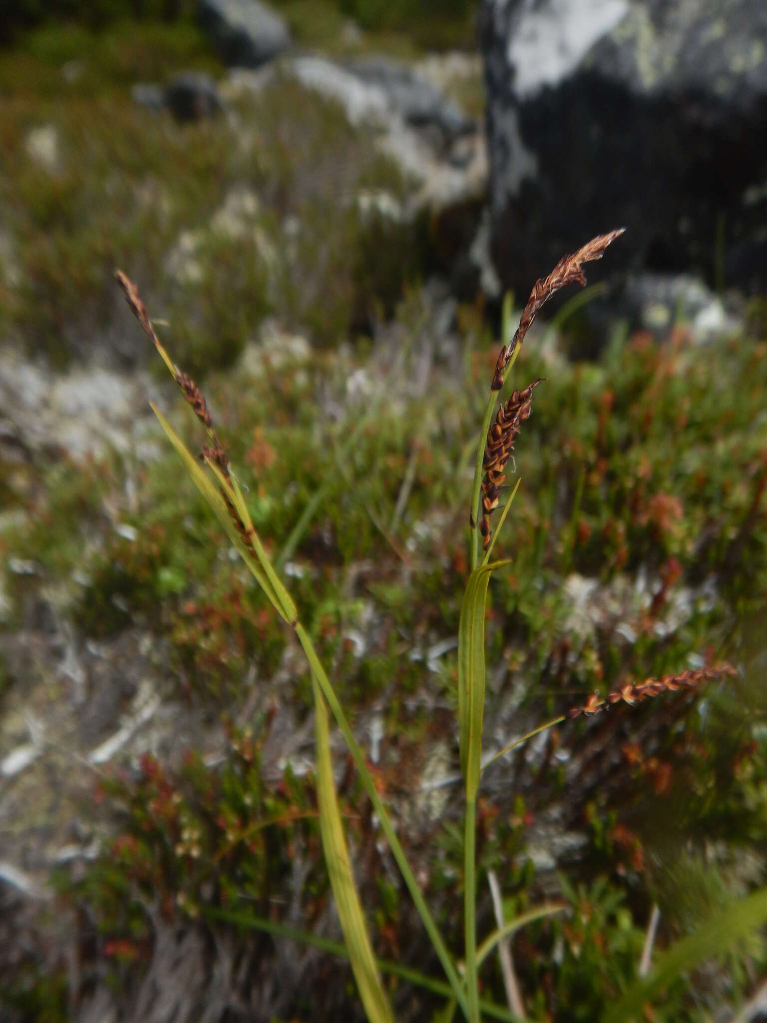 Image of Carex rigidioides (Gorodkov) V. I. Krecz.