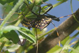 Image of Passionvine Bug