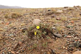 Image of Helianthemum songaricum Schrenk