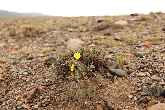 Imagem de Helianthemum songaricum Schrenk