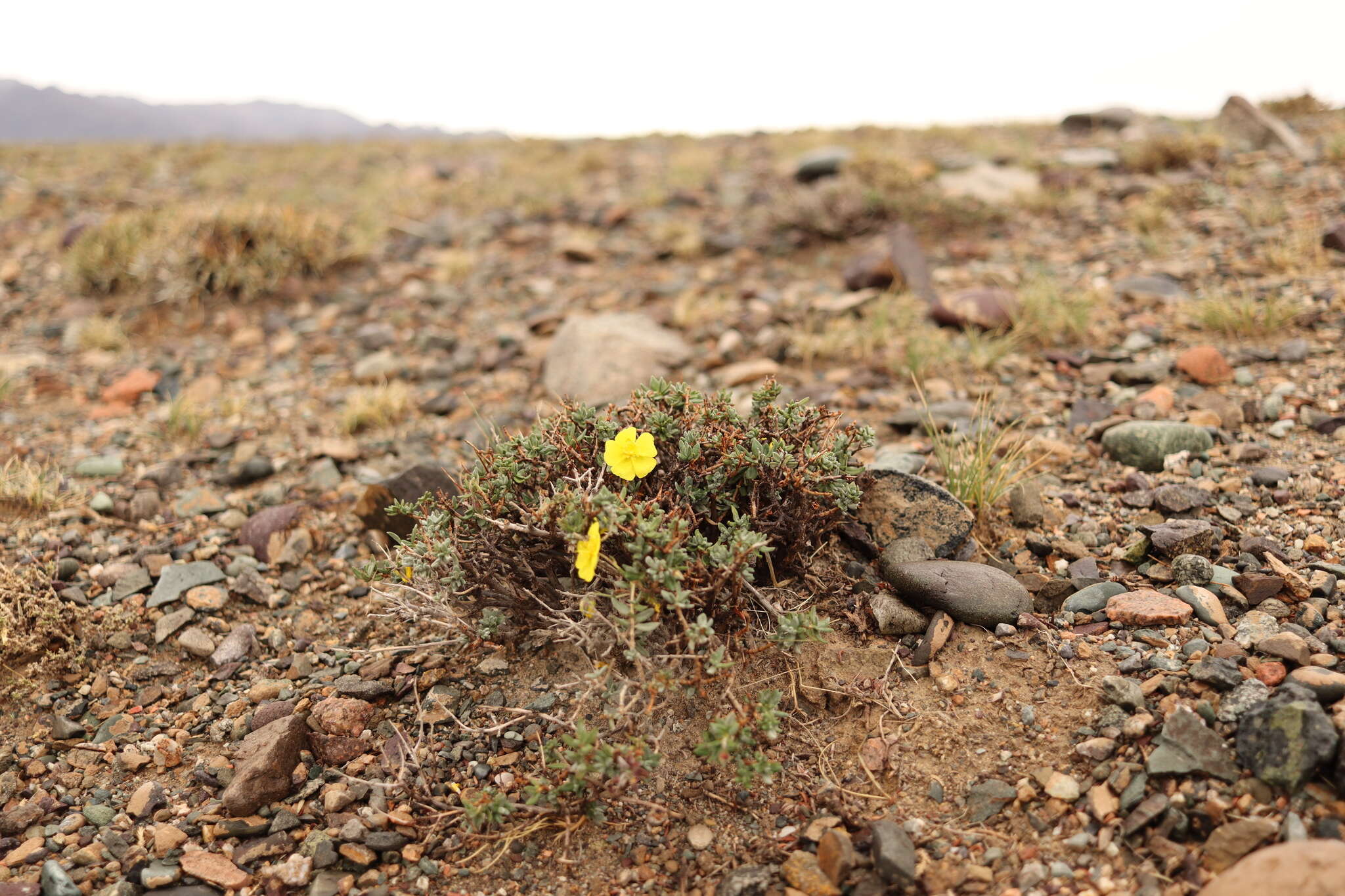 Image of Helianthemum songaricum Schrenk