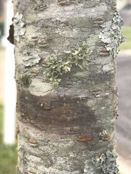 Image of cartilage lichen