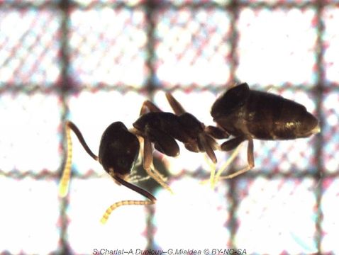 Image of Technomyrmex