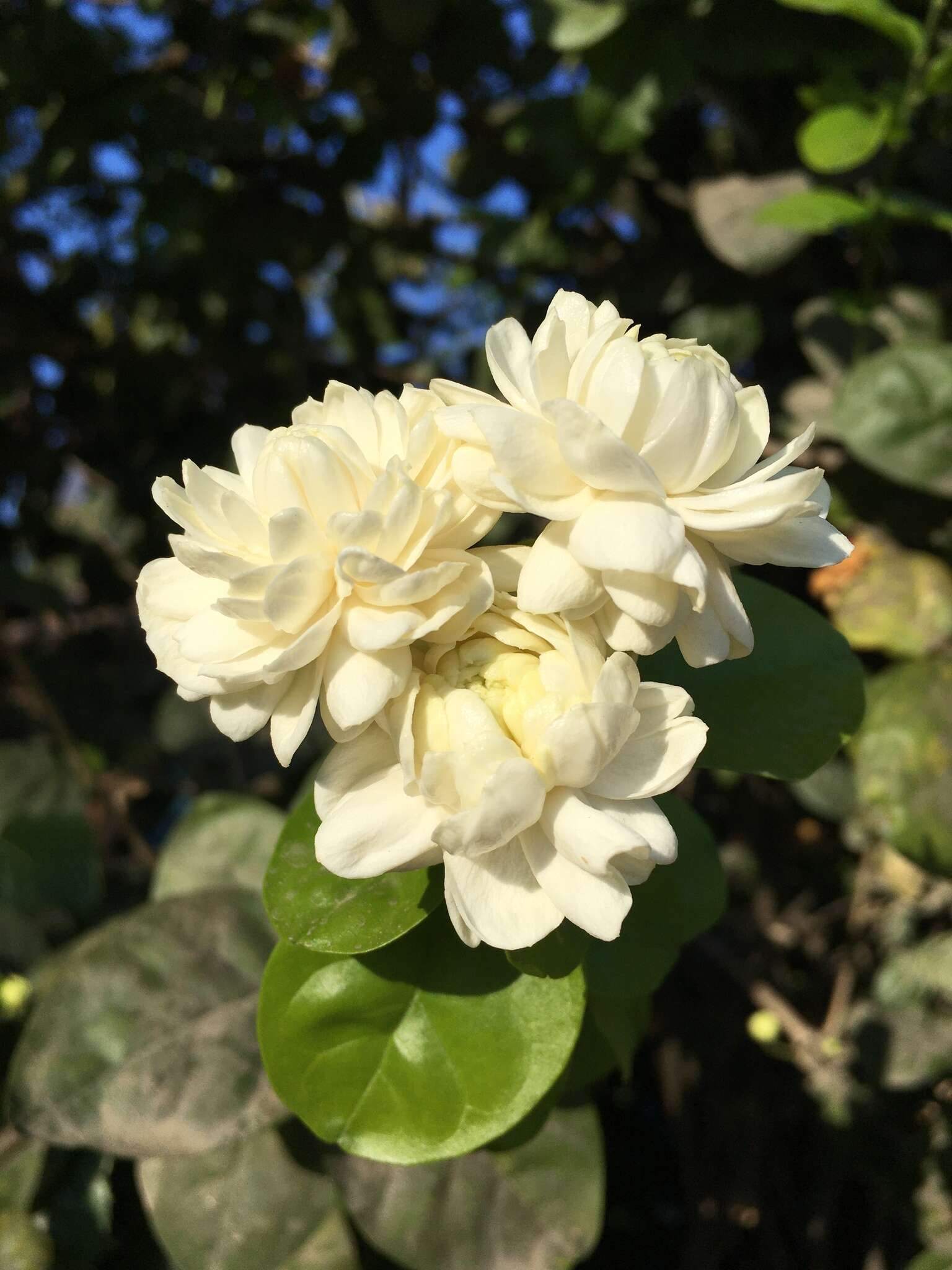 Image of Arabian jasmine