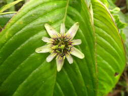 Image of Passiflora chelidonea Mast.