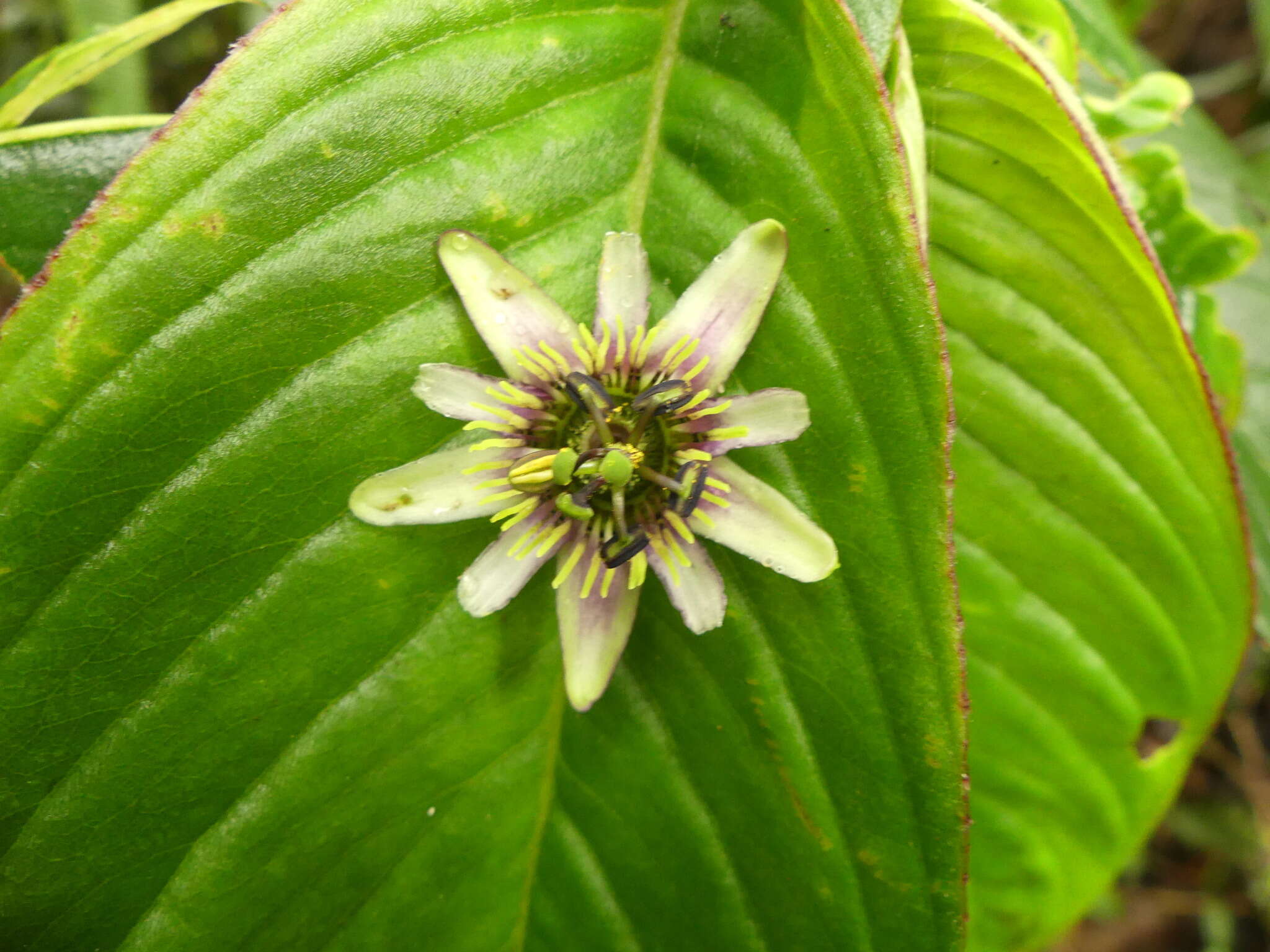 Passiflora chelidonea Mast. resmi