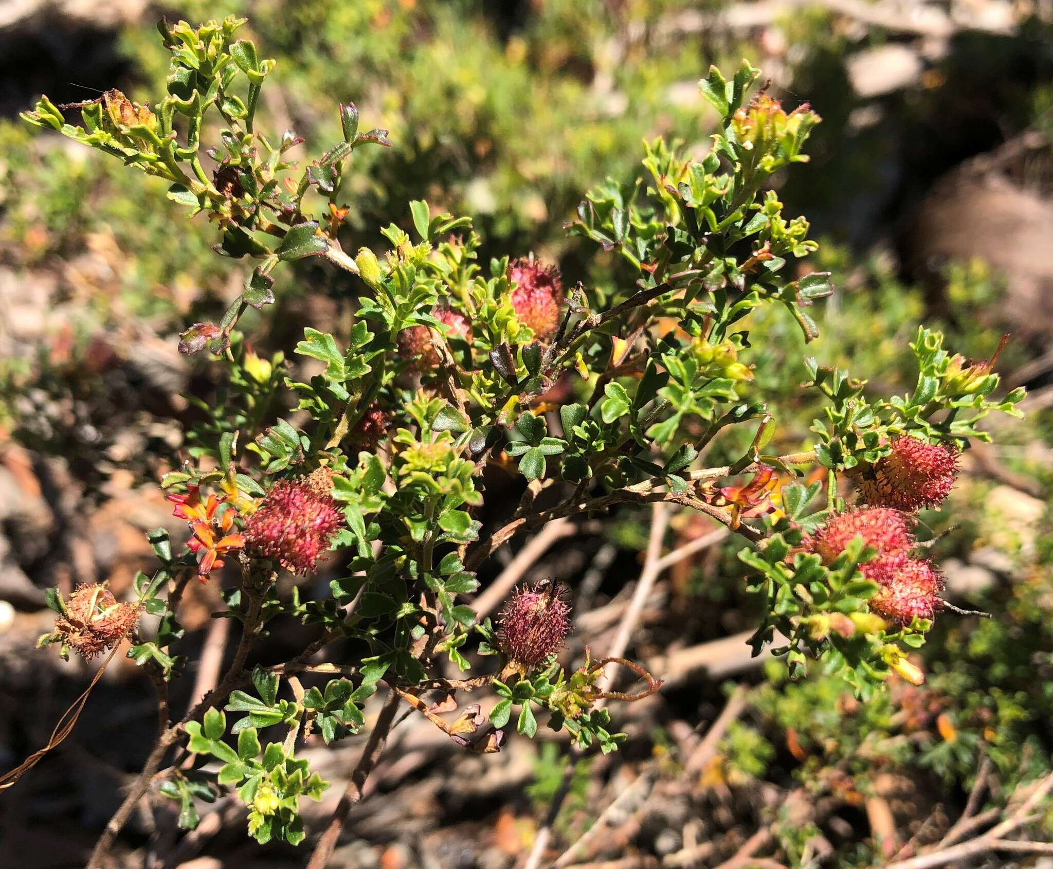 Image de Dodonaea humilis Endl.